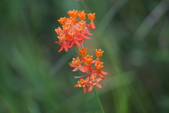 Asclepias lanceolata image