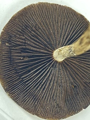 Lacrymaria lacrymabunda