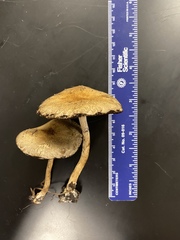 Lacrymaria lacrymabunda