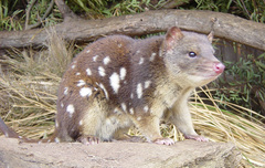 Tiger Quoll photo 3