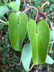 Aristolochia tentaculata