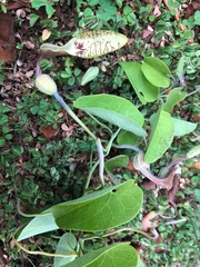 Aristolochia tentaculata