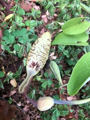 Aristolochia tentaculata