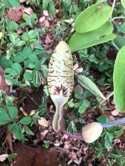 Aristolochia tentaculata