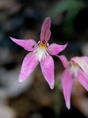 Caladenia × spectabilis