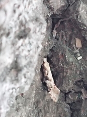 Crypsitricha mesotypa