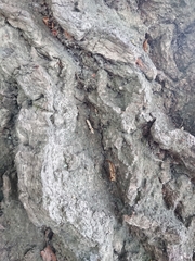 Crypsitricha mesotypa