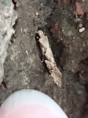 Crypsitricha mesotypa