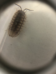 Armadillidium nasatum