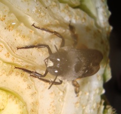 Xylocopa tabaniformis azteca