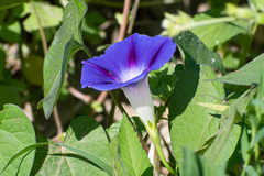 Ipomoea purpurea