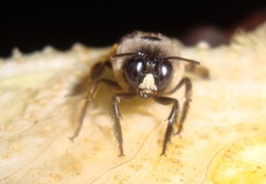 Xylocopa tabaniformis azteca