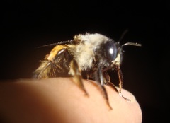 Xylocopa tabaniformis azteca