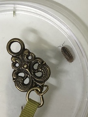 Armadillidium nasatum