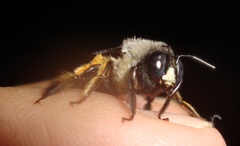 Xylocopa tabaniformis azteca