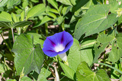Ipomoea purpurea