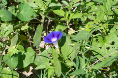 Ipomoea purpurea