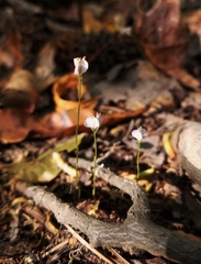 Burmannia biflora