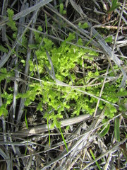 Selaginella eclipes