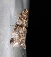 Conobathra hemichlaena