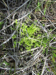 Selaginella eclipes