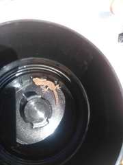 Pachydactylus maculatus