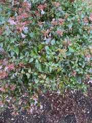 Magnoliopsida
