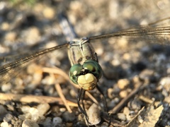 Orthetrum albistylum speciosum