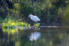Egretta thula