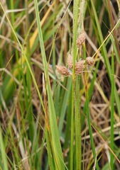Bolboschoenus robustus