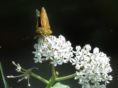 Asclepias perennis image