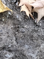 Armadillidium nasatum