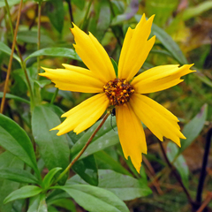 Coreopsis pubescens