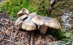 Clitocybe glacialis