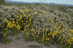 Calceolaria polyrhiza