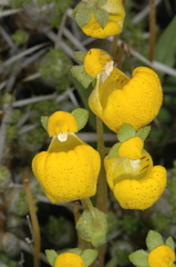 Calceolaria polyrhiza