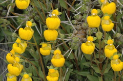 Calceolaria polyrhiza