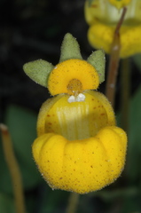 Calceolaria polyrhiza