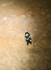 Limnaecia tetraplanetis