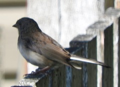Junco hyemalis