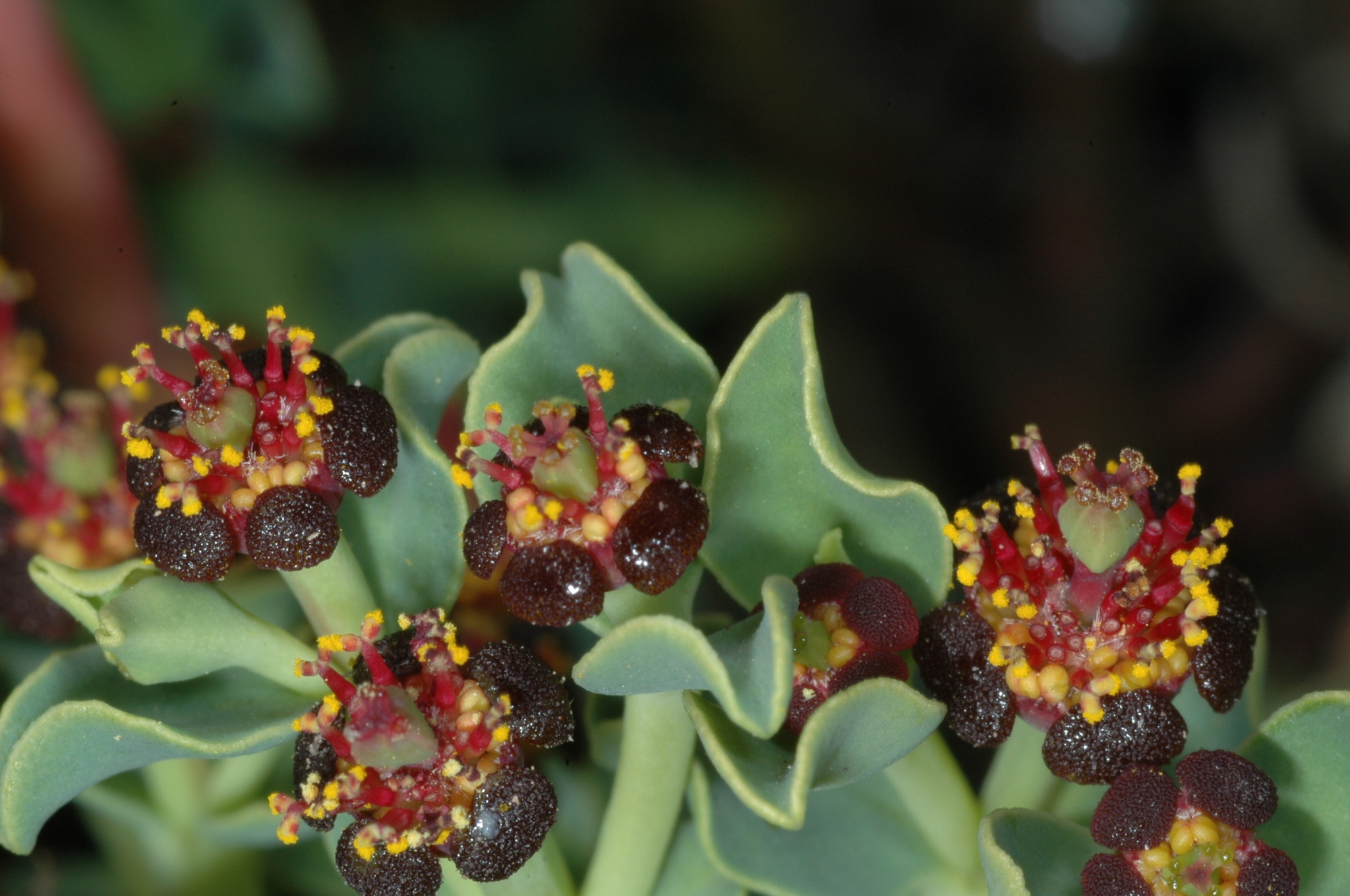Euphorbia portulacoides