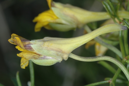 Tropaeolum porifolium (Tropaeolum porifolium)