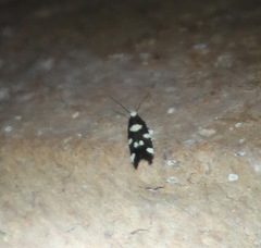 Limnaecia tetraplanetis