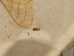 Stigmella trimaculella