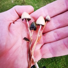 Psilocybe semilanceata