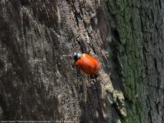 Plagiodera erythroptera