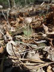 Antennaria solitaria