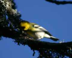 Setophaga townsendi × occidentalis