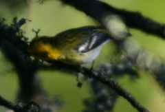 Setophaga townsendi × occidentalis