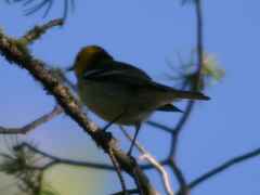 Setophaga townsendi × occidentalis